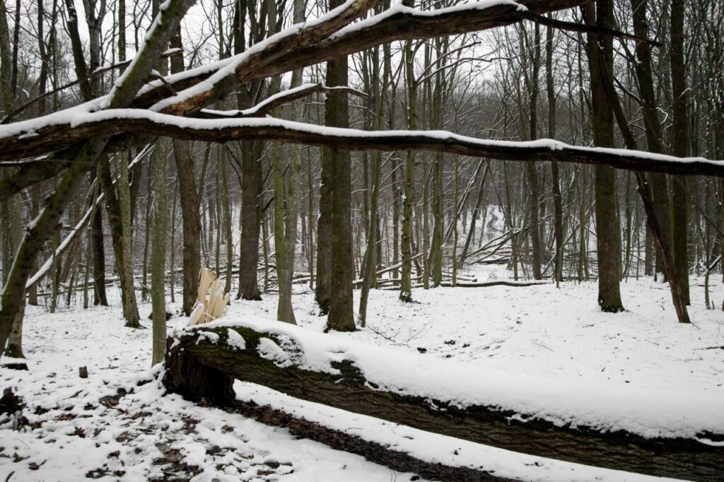Signs a Tree Is Dangerous and Could Fall During Winter Storms