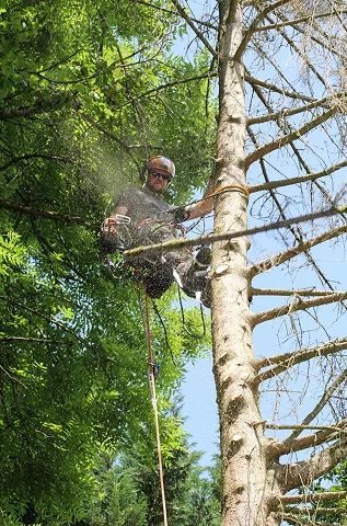 Arborist cutting tree branches while working at height