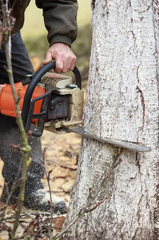 Tree removal worker cutting a tree trunk with a chainsaw