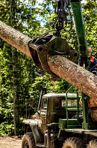 Tree removal equipment loading a large tree trunk