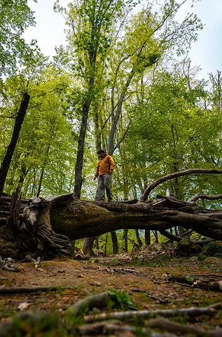 Tree care professional standing on a fallen tree in a wooded area