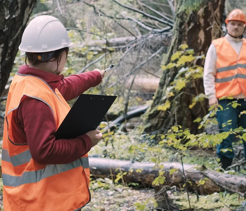 Tree service professionals inspecting storm-damaged trees