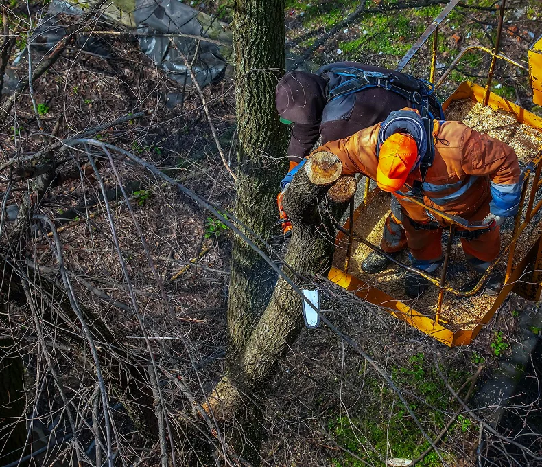 Arborists removing tree branches from an aerial lift