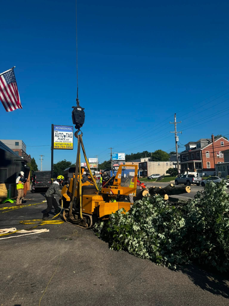 Tree service crew working with crane equipment beside a street