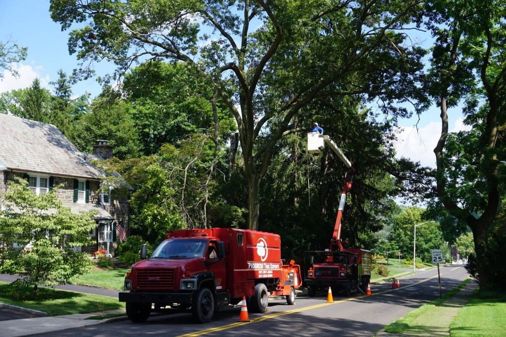 Progreso Tree Experts truck and aerial lift working beneath a large tree