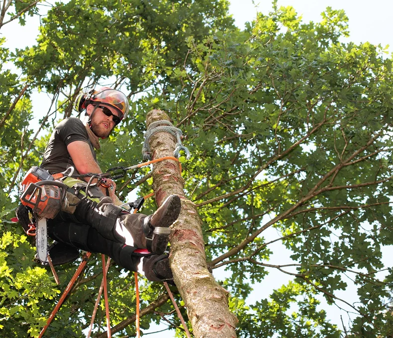 Arborist working in a tree with climbing gear