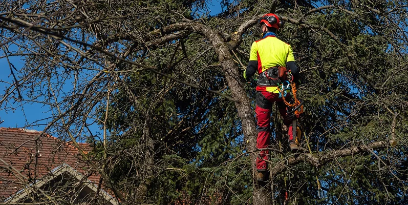 Arborist climbing and working in a tree