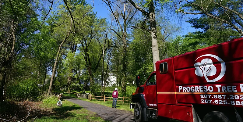 Progreso Tree Experts truck at a residential tree service site