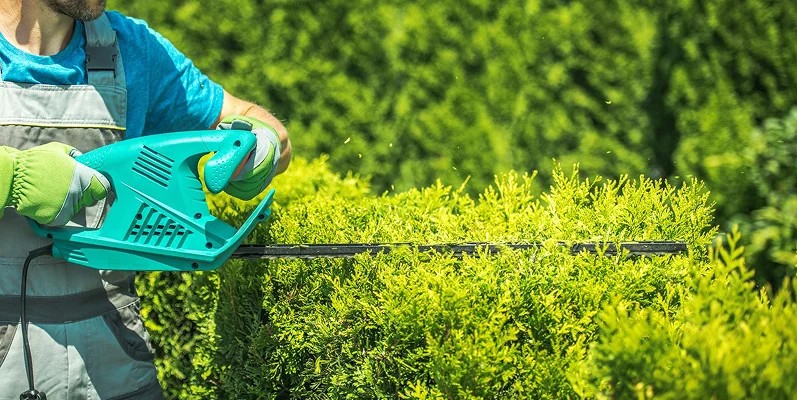 Landscaper trimming a hedge with electric shears
